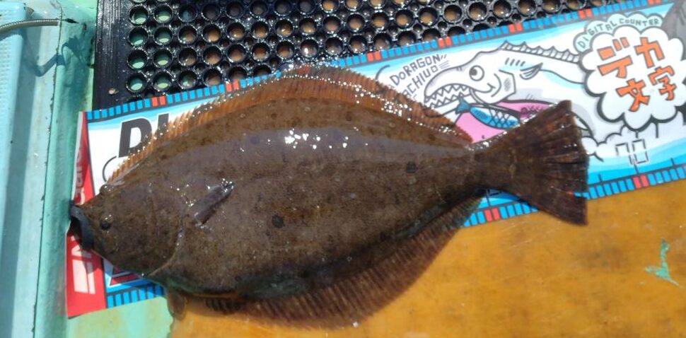 ヒラメ釣り