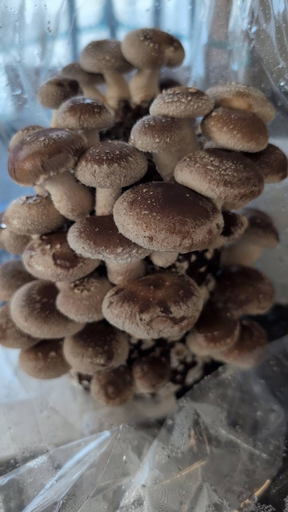 しいたけ栽培をしてみた。。