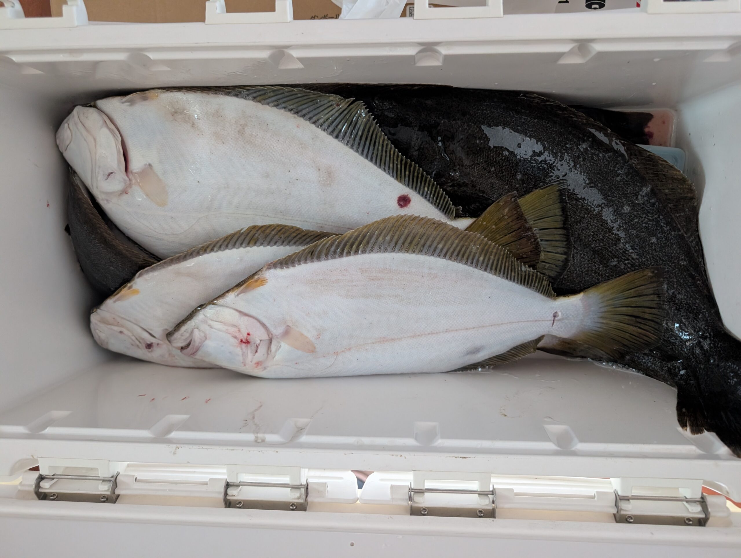 ヒラメ釣り🎣④